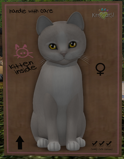 KittyCatS Box - New Born Kitten