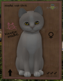 KittyCatS Box - New Born Kitten