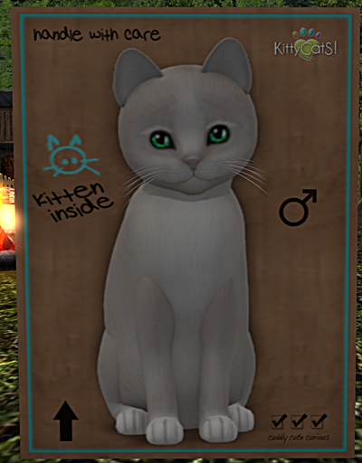 KittyCatS Box - New Born Kitten