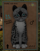 KittyCatS Box - New Born Kitten