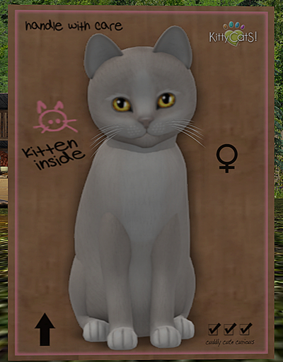 KittyCatS Box - New Born Kitten