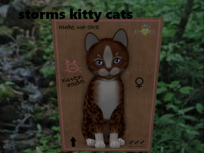 KittyCatS Box - New Born Kitten 10