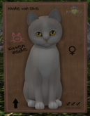 KittyCatS Box - New Born Kitten