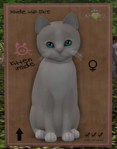KittyCatS Box - New Born Kitten