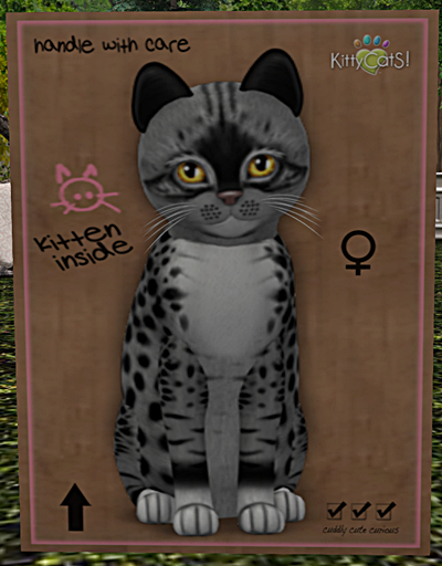 KittyCatS Box - New Born Kitten