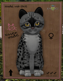 KittyCatS Box - New Born Kitten