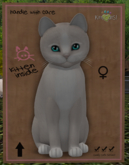 KittyCatS Box - New Born Kitten