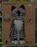 KittyCatS Box - New Born Kitten