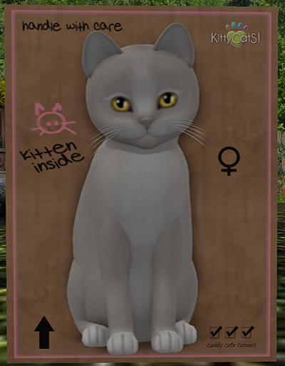 KittyCatS Box - New Born Kitten