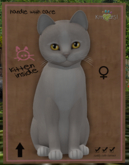 KittyCatS Box - New Born Kitten