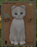 KittyCatS Box - New Born Kitten