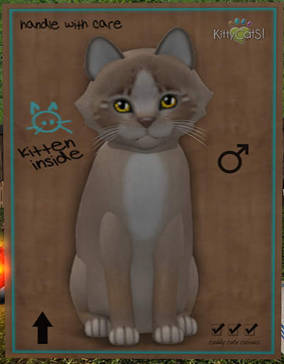 KittyCatS Box - New Born Kitten