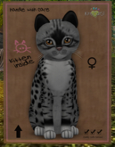 KittyCatS Box - New Born Kitten