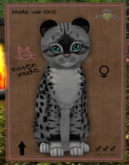 KittyCatS Box - New Born Kitten