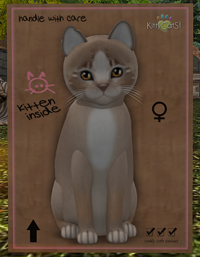 KittyCatS Box - New Born Kitten