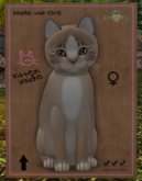 KittyCatS Box - New Born Kitten