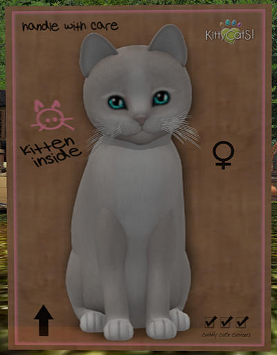 KittyCatS Box - New Born Kitten