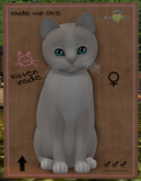 KittyCatS Box - New Born Kitten