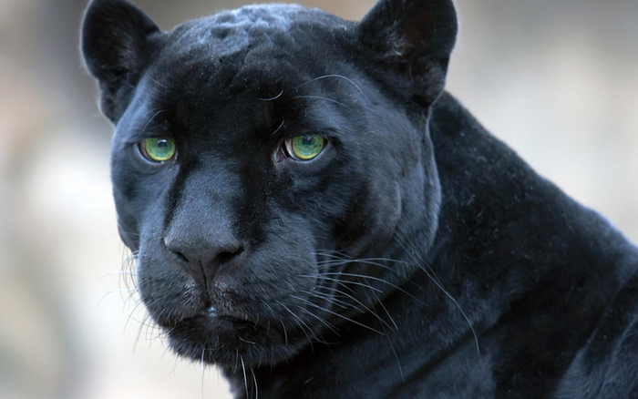Black Panther 1