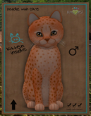 KittyCatS Box - New Born Kitten