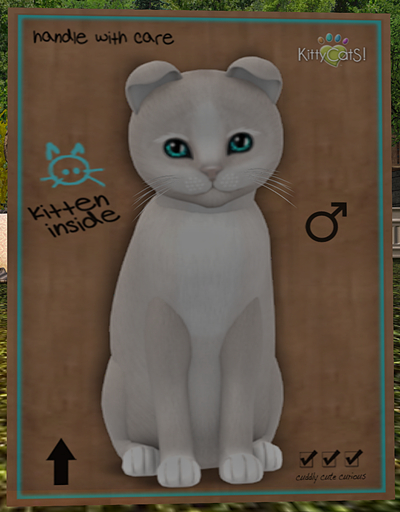 KittyCatS Box - New Born Kitten