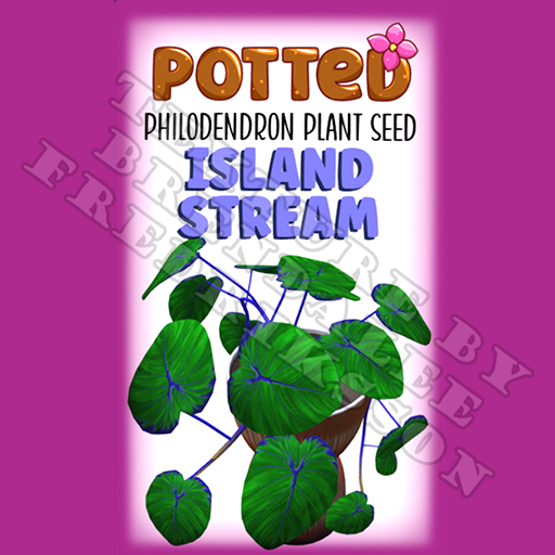 Potted: Philodendron Plant Seed: Island Stream (ACTUAL PLANT SEED)