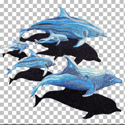 Dolphins 4