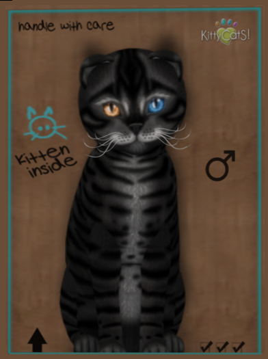 KittyCatS Box - New Born Kitten