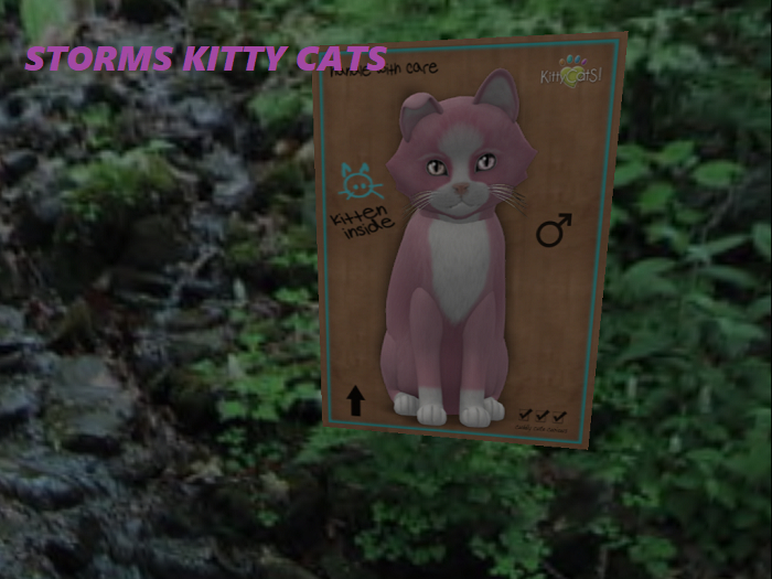 KittyCatS Box - New Born Kitten 5