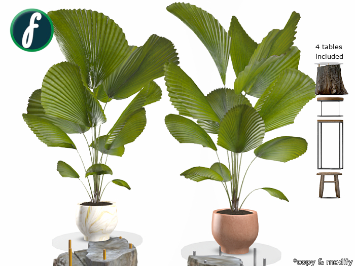 friller Potted Ruffled Fan Palm Plant