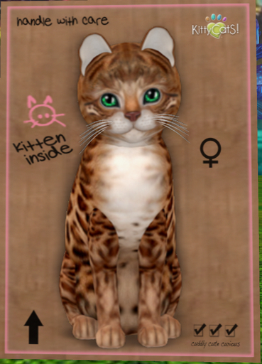 KittyCatS Box - New Born Kitten Bengal - Copper