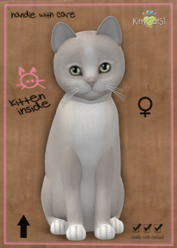 KittyCatS Box - New Born Kitten Genesis - Pearl II