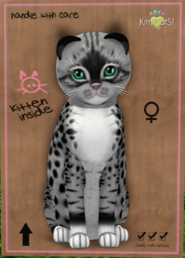 KittyCatS Box - New Born Kitten Genesis - Bandit II