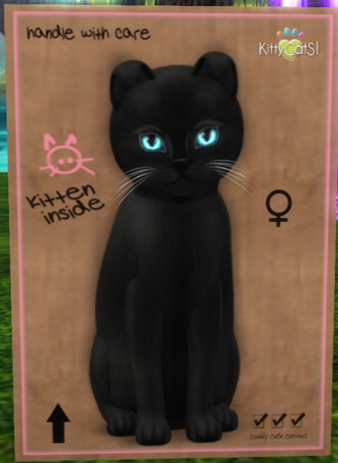 KittyCatS Box - New Born Kitten FEMALE