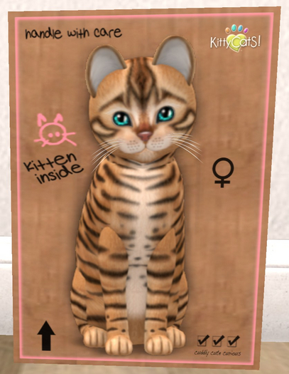 KittyCatS Box - New Born Kitten