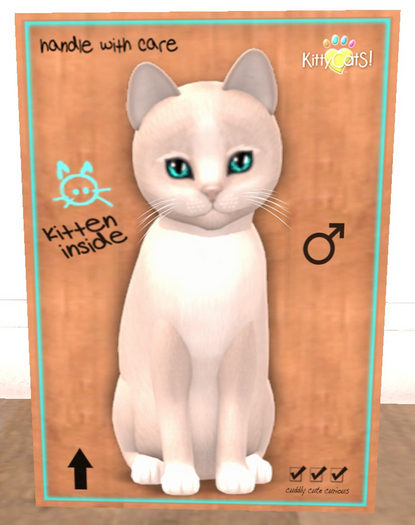 KittyCatS Box - New Born Kitten