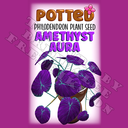 Potted: Philodendron Plant Seed: Amethyst Aura (ACTUAL PLANT SEED)