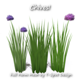 Herb - Chives (Allium schoenoprasum) - Full Perm Mesh - LI=0.5