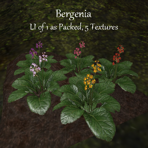 Full Perm Flowers Bad Katz Bergenia Flowers Garden Plant full perm