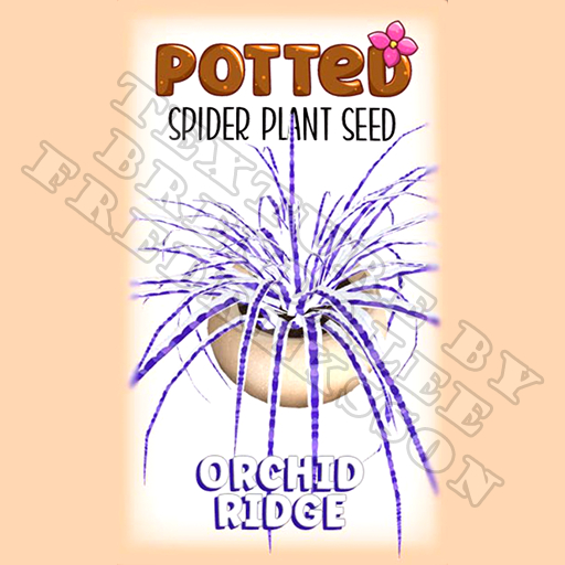 Potted: Spider Plant Seed: Orchid Ridge (ACTUAL PLANT SEED) - Retired!