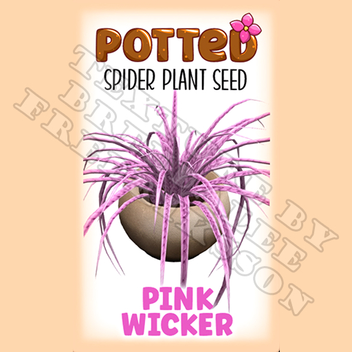Potted: Spider Plant Seed: Pink Wicker (ACTUAL PLANT SEED) - Retired!