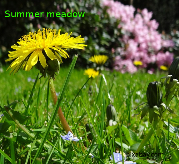 Summer meadow insects