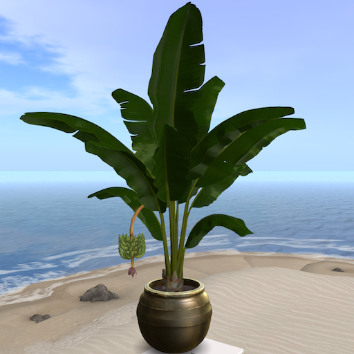 Song's Banana Plant