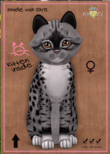 KittyCatS Box - New Born Kitten Genesis - Bandit II