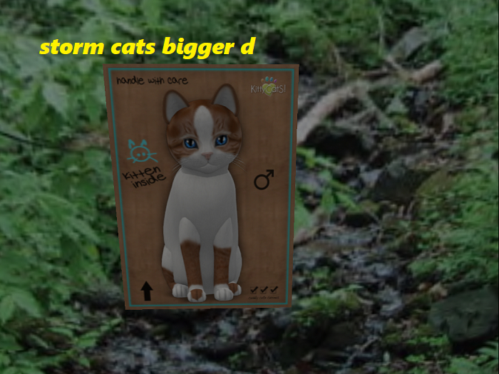 KittyCatS Box - New Born Kitten 7