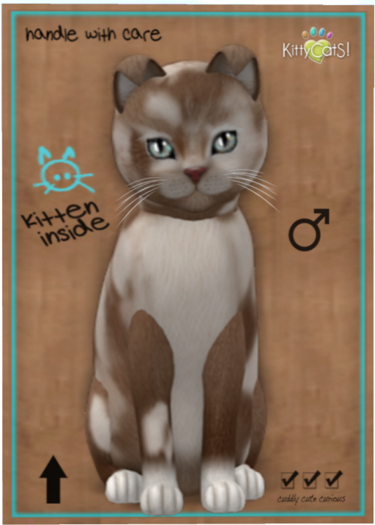 KittyCatS Box - British Shorthair - Chocolate & White - Teacup