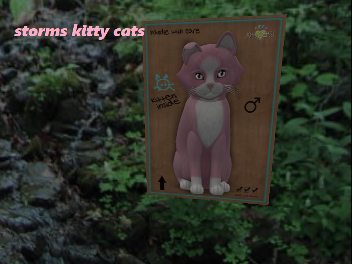 KittyCatS Box - New Born Kitten 11