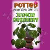 Potted: Philodendron Plant Seed: Iconic Greenery (ACTUAL PLANT SEED) - Retired!