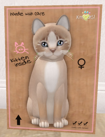 KittyCatS Box - New Born Kitten