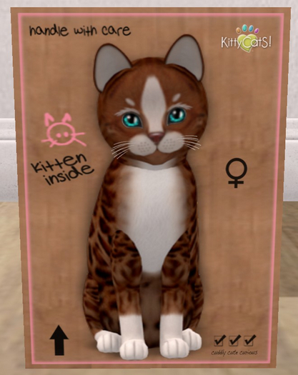 KittyCatS Box - New Born Kitten